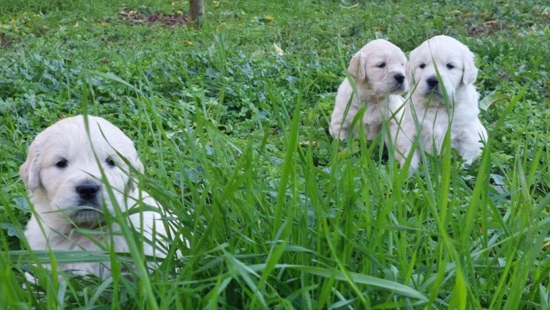 Golden Retriever