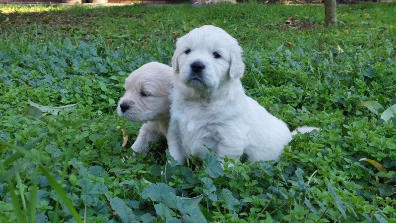 Golden Retriever