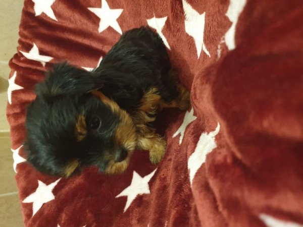 Yorkshire terrier