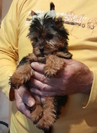 Yorkshire terrier