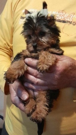 Yorkshire terrier