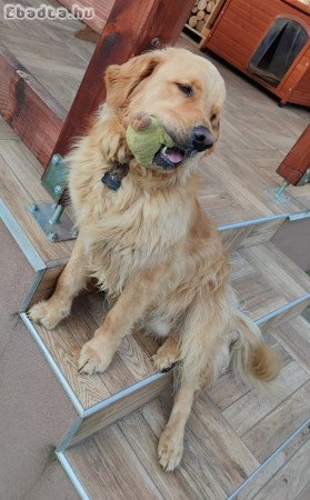 Kan golden retrievert elajándékoznánk