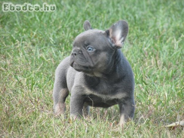 Blue tan ,blue merle tan francia bulldog kölykök