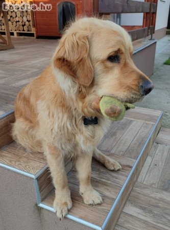 Kan golden retrievert elajándékoznánk