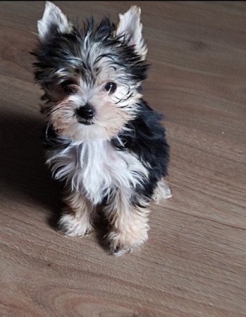 Yorkshire terrier