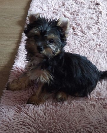 Yorkshire terrier