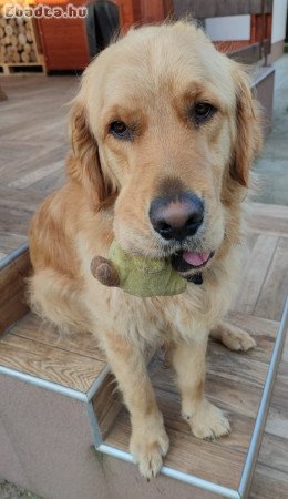 Kan golden retrievert elajándékoznánk