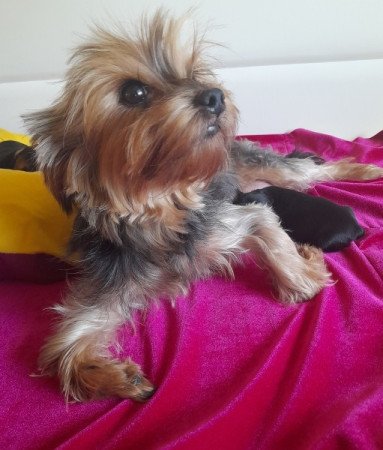 Yorkshire Terrier fajtatiszta jellegű