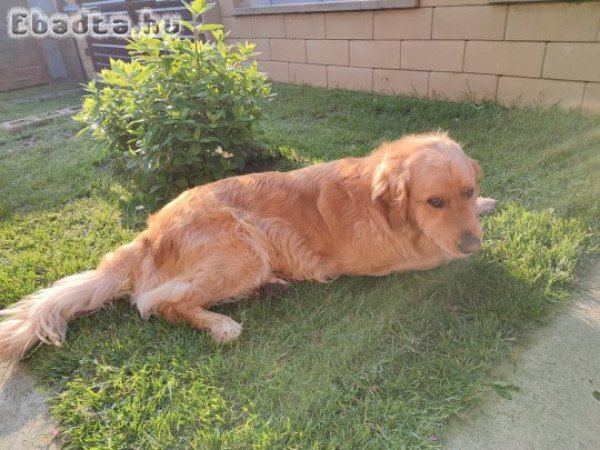 Kan golden retrievert elajándékoznánk