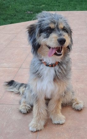 Aussiedoodle Blue Merle F1