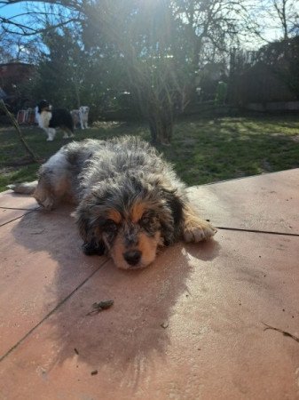 Aussiedoodle Blue Merle F1