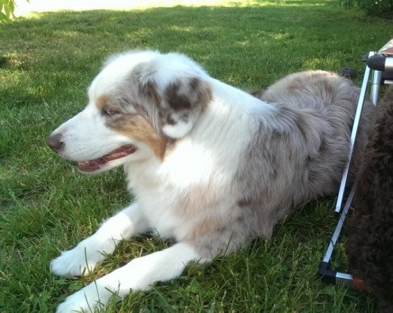 Aussiedoodle Blue Merle F1