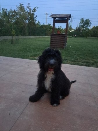 Aussiedoodle F1