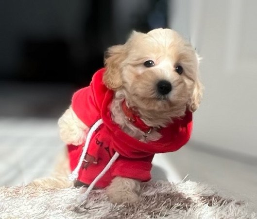 Maltipoo