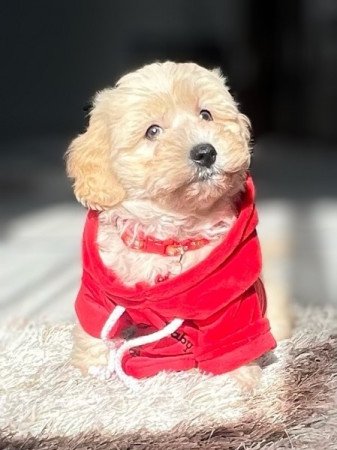 Maltipoo