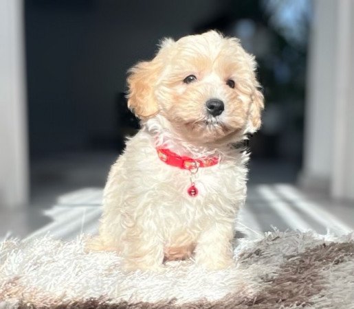 Maltipoo