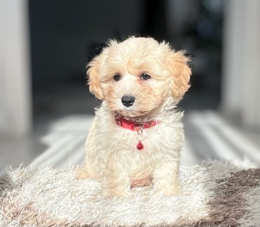 Maltipoo