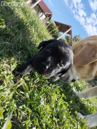 Eladó fekete labrador kölykök