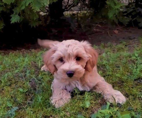 Maltipoo maltai es torpe uszkar