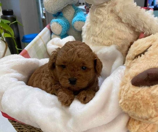 Máltai+uszkár=Maltipoo havanese bichon