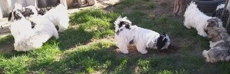 Bichon havanese