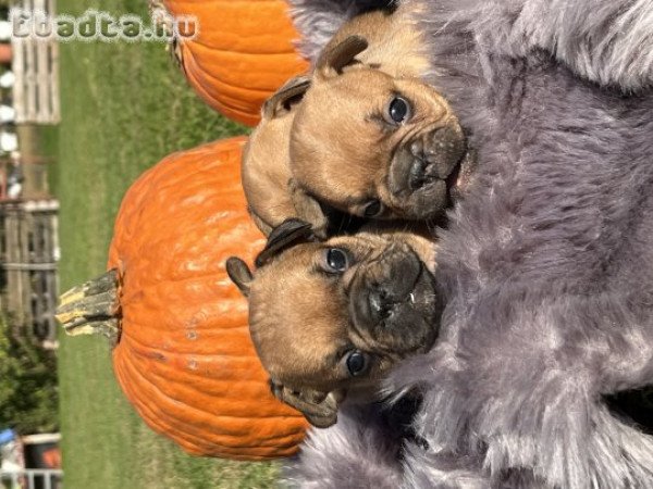 Eladó Francia Bulldog kiskutyák