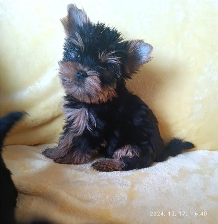 Yorkshire terrier yorki