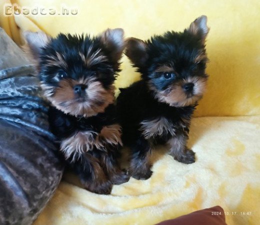 Yorki yorkshire terrier