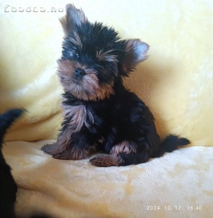 Yorki yorkshire terrier