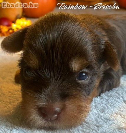 Biewer / Choco & Tan yorkshire terrier