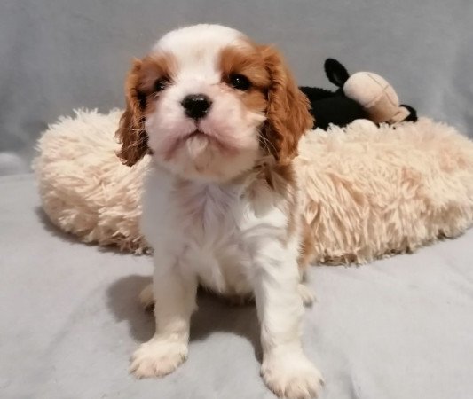 Cavalier King Charles spániel