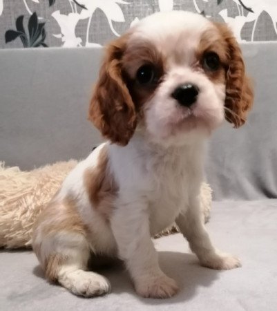 Cavalier King Charles spániel