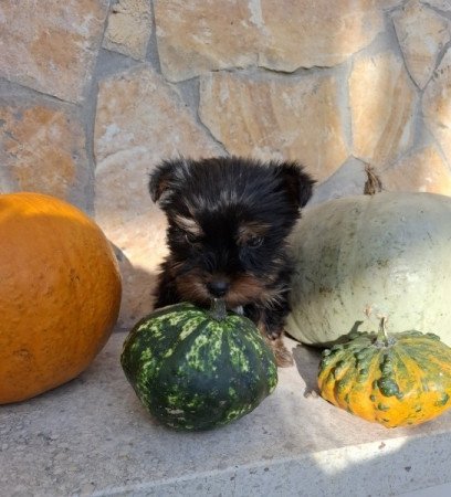 Yorkshire Terrier