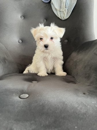 Bichon havanese