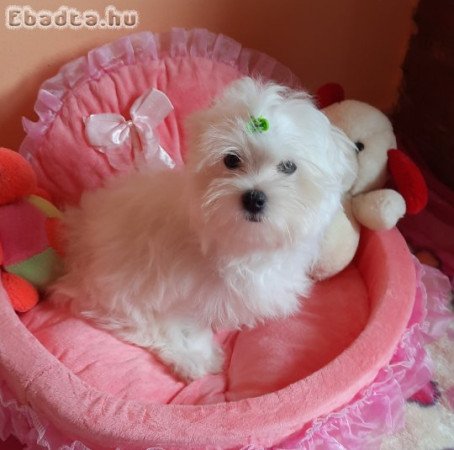 Gyönyörűszép Bichon Havanese kiskutyák eladók