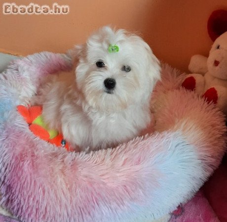 Gyönyörűszép Bichon Havanese kiskutyák eladók