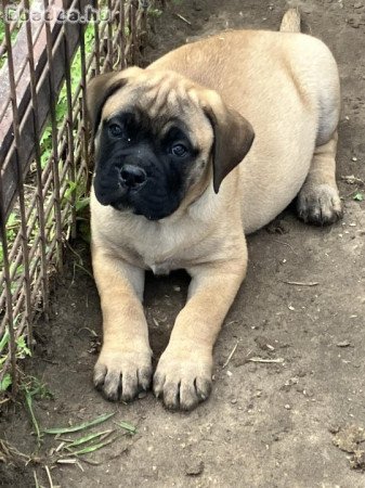 Eladó törzskönyvezett bullmastiff kiskutyák