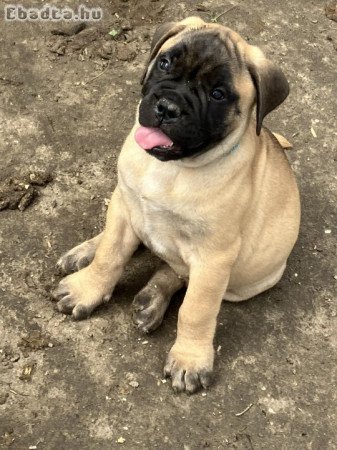 Eladó törzskönyvezett bullmastiff kiskutyák