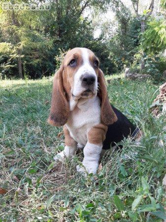 eladó basset hound