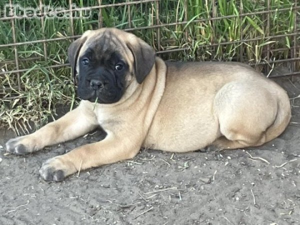 Eladó törzskönyvezett bullmastiff kiskutyák