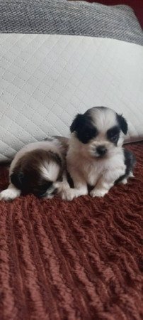 Shih -tzu