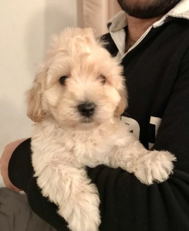 Máltai selyem uszkár Poodle maltipoo