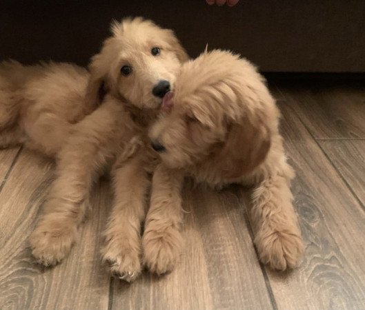 Golden retriever Uszkár poodle goldendoodle doodle