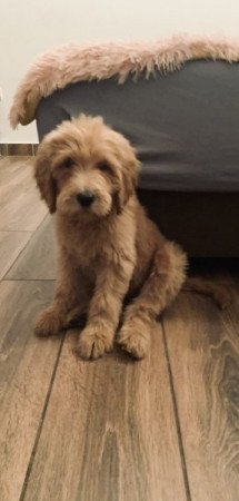 Golden retriever Uszkár poodle goldendoodle doodle