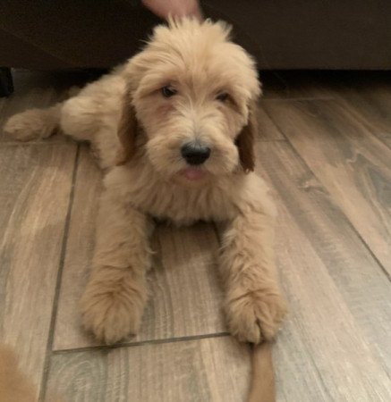 Golden retriever Uszkár poodle goldendoodle doodle