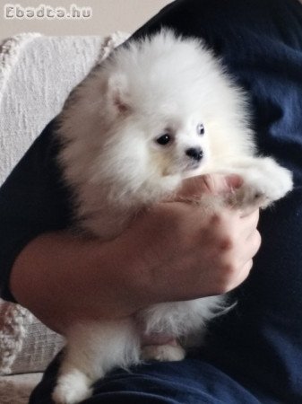 pomerániai törpe spitz mini pomi