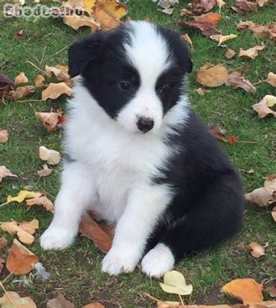 Border collie kiskutyàk