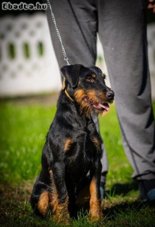 German hunting terrier