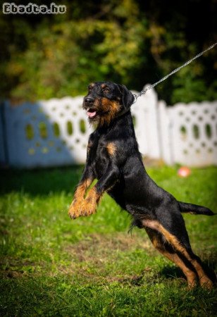 German hunting terrier