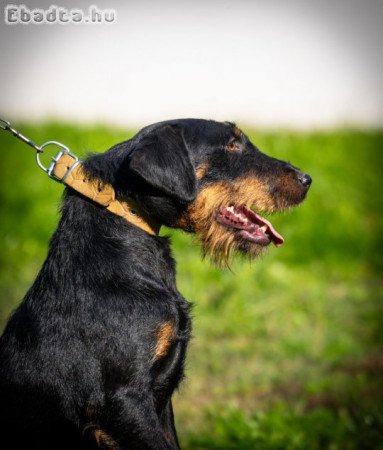 German hunting terrier